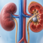 kidney stones causes symptoms prevention 85x85